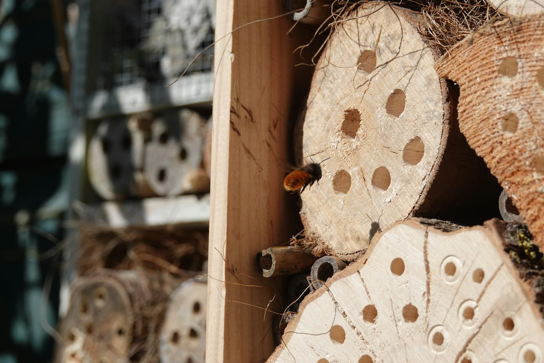 Trzmiel na hotelu dla owadów w słonecznym ogrodzie